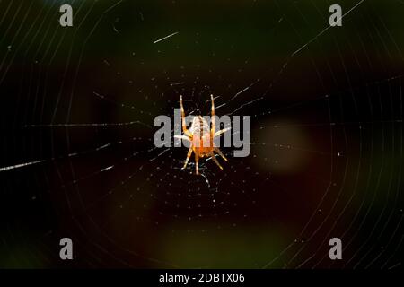 macro d'araignée croisée assise dans la toile d'araignée par la lumière du soleil vive devant un arrière-plan sombre Banque D'Images