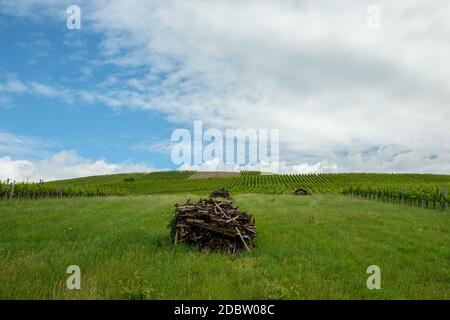 Tas de bois sur prairie verte et vignoble Banque D'Images