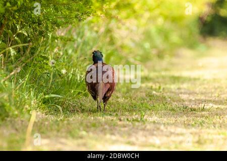 Paysage rural de la faune à Norfolk Royaume-Uni. Les faisans mâles et femelles sont importés au Royaume-Uni souvent chassés et abattus de manière léagale comme gibier pour le sport par Banque D'Images