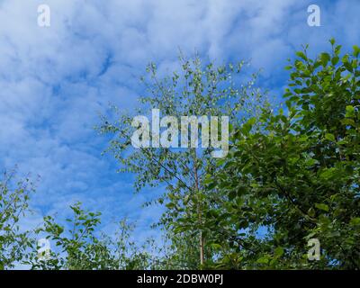 Les arbres ont des feuilles d'été vertes et un ciel bleu avec des nuages blancs Banque D'Images