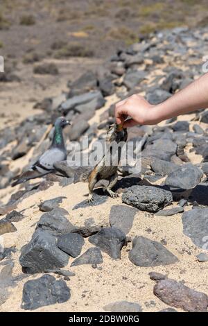 Alimentation manuelle de l'écureuil de Barbarie (Atlantoxerus getulus). Fuerteventura. Îles Canaries. Espagne. Banque D'Images