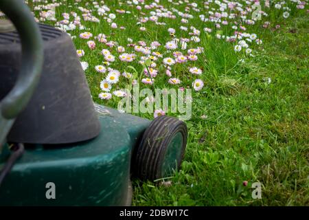 Concept de saison et d'entretien de cour avec tondeuse électrique et fleurs de printemps blanches et roses dans une pelouse de jardin verte Banque D'Images