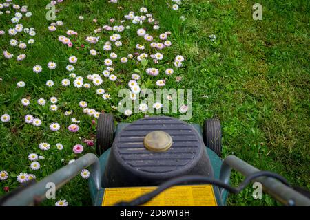 Concept de saison et d'entretien de cour avec tondeuse électrique et fleurs de printemps blanches et roses dans une pelouse de jardin verte Banque D'Images