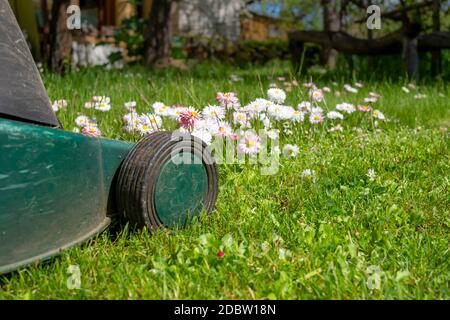 Concept de saison et d'entretien de cour avec tondeuse électrique et fleurs de printemps blanches et roses dans une pelouse de jardin verte Banque D'Images