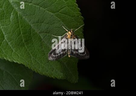 Papillon magpie orange, blanc et noir avec de longues antennes perches sur une large feuille vert foncé sur un arrière-plan Uni. Petite papillon avec yeux noirs. Banque D'Images