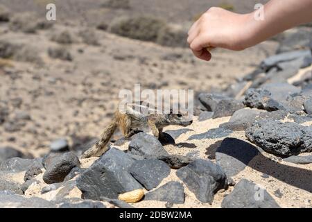 Alimentation manuelle de l'écureuil de Barbarie (Atlantoxerus getulus). Fuerteventura. Îles Canaries. Espagne. Banque D'Images