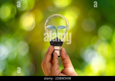 La main d'une jeune femme qui tient une lampe à économie d'énergie, dont un petit arbre qui pousse dans une lampe à économie d'énergie et passe à l'énergie renouvelable. Banque D'Images