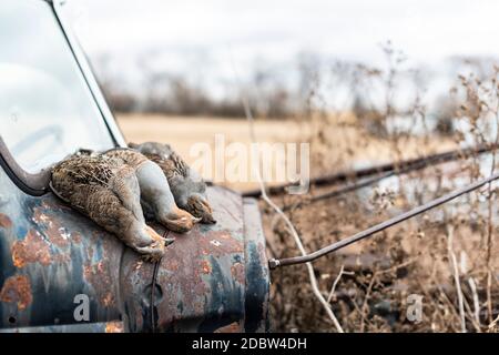 Chasse à Partridge dans le Dakota du Nord Banque D'Images