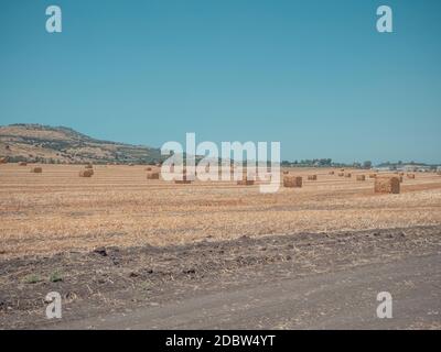 Balles de foin rectangulaires sur le champ vide après la récolte le jour ensoleillé d'été. Près de Kibbutz Degania, Israël. Banque D'Images