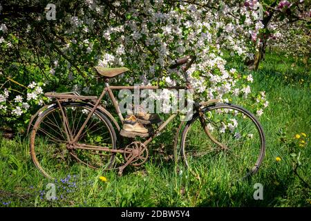 Vieux vélo avec paire de bottes de randonnée accroché au-dessus du siège debout devant des buissons fleuris de fleurs blanches dans un jardin de printemps Banque D'Images