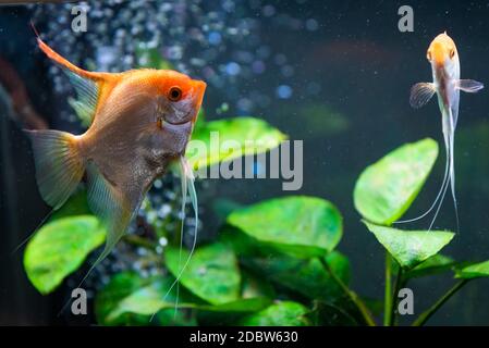 Pterophyllum scalare dans l'eau, poissons-anges jaune aqarium Banque D'Images