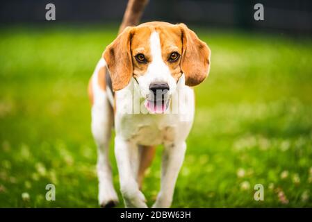 Le chien court vers l'appareil photo. Entraînement actif avec chien beagle. Thème canin Banque D'Images