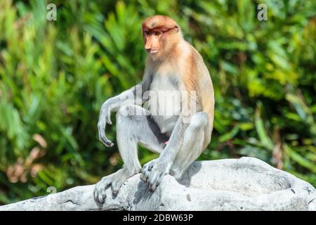 Le singe proboscis (Nasalis larvatus) ou singe à long nez est un singe arboricole brun rouge avec un nez exceptionnellement grand. Elle est endémique Banque D'Images