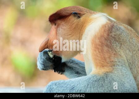 Le singe proboscis (Nasalis larvatus) ou singe à long nez est un singe arboricole brun rouge avec un nez exceptionnellement grand. Elle est endémique Banque D'Images