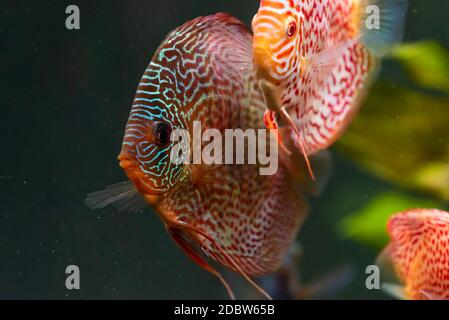 Poissons colorés des spièces Symphysodon discus dans l'aquarium. Gros plan, mise au point sélective. Banque D'Images