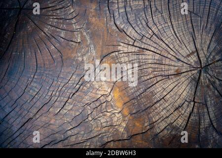 Les anneaux de croissance des arbres old weathered wood texture avec la section d'un journal de coupe montrant les anneaux de croissance annuels concentriques comme une télévision nature background Banque D'Images