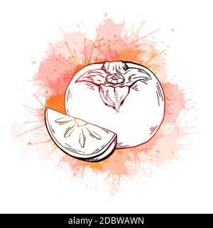 Croquis de contour d'un persimmon entier et d'une pièce avec une éclaboussure d'aquarelle orange juteuse sur un fond blanc. Une alimentation naturelle saine. Contour vectoriel illust Illustration de Vecteur