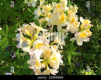 Rhododendron - l'azalée fleurit dans le parc de la ville en été... Banque D'Images