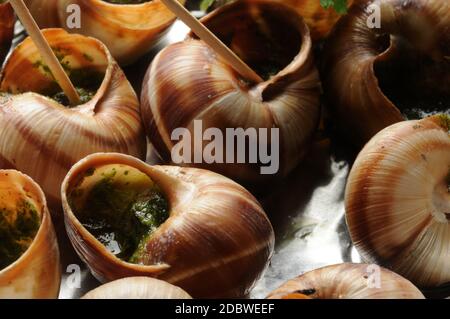 Escargot de Bourgogne avec cure-dents Banque D'Images