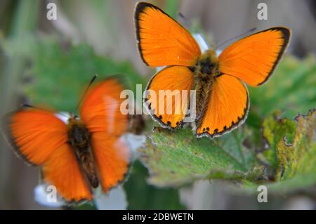 Der Dukenfalter (Lycaena virgaureae) orange bringt Tupfer in die Landschaft in Thüringen am rennsteig nahe dem Spießberg. Banque D'Images