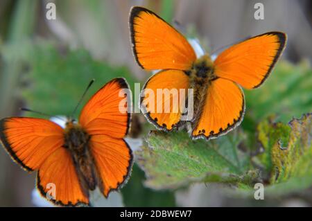 Der Dukenfalter (Lycaena virgaureae) orange bringt Tupfer in die Landschaft in Thüringen am rennsteig nahe dem Spießberg. Banque D'Images