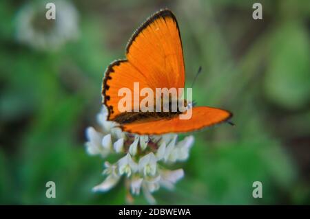 Der Dukenfalter (Lycaena virgaureae) orange bringt Tupfer in die Landschaft in Thüringen am rennsteig nahe dem Spießberg. Banque D'Images