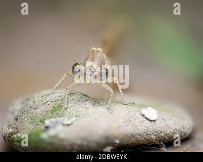 Portrait d'une libellule (Zygoptera) ou d'une femme de ménage d'eau. Ils appartiennent aux libellules. Banque D'Images