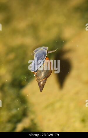 Un gros plan d'un escargot de boue de Lymnaea stagnalis, un escargot de bassin. Banque D'Images