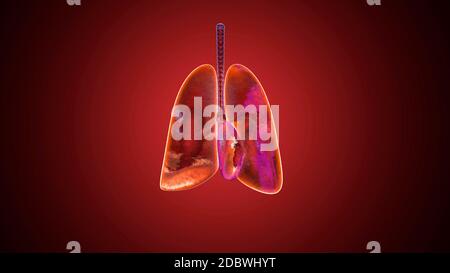 3D illustration des poumons remplis d'oxygène. Banque D'Images