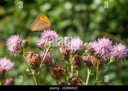 Un grand papillon à œilleton se trouve sur une fleur, vue rapprochée Banque D'Images