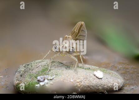 Portrait d'une libellule (Zygoptera) ou d'une femme de ménage d'eau. Ils appartiennent aux libellules. Banque D'Images