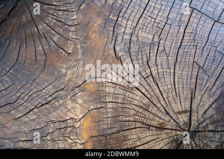 Les anneaux de croissance des arbres old weathered wood texture avec la section d'un journal de coupe montrant les anneaux de croissance annuels concentriques comme une télévision nature background Banque D'Images