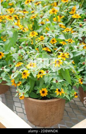 Zinnia croissant dans un pot avec un foyer peu profond, fleurs naines zinnia Banque D'Images