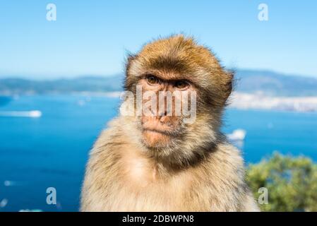 Gibraltar singe macaque de Barbarie portrait avec vue sur Détroit en arrière-plan Banque D'Images