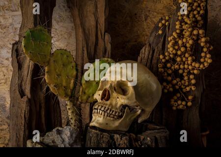 Nature morte avec un crâne humain avec des plantes du désert, cactus, le bois et la chaîne. Banque D'Images