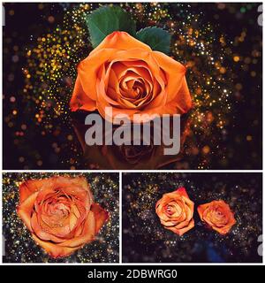 Collage de roses orange illuminées par des scintillements qui scintillent contre un arrière-plan sombre Banque D'Images