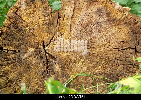 Interface ancienne et décadée d'un arbre abattu avec des feuilles vertes et un espace de copie comme arrière-plan Banque D'Images