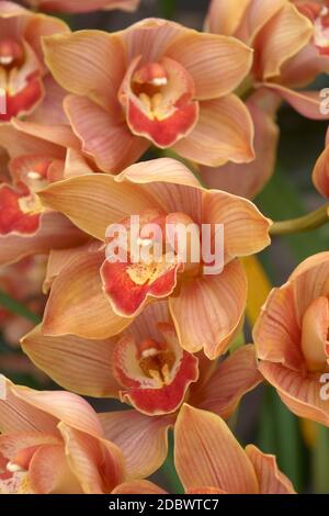 Orchidée de bateau hybride (Cymbidium) Banque D'Images