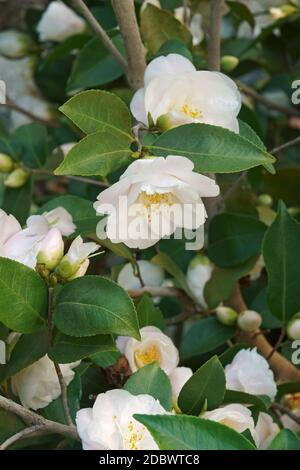 Camélia Spring Mist (Camellia x lutchuensis 'Spruing Mist') Banque D'Images
