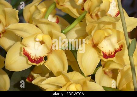 Orchidée de bateau hybride (Cymbidium) Banque D'Images