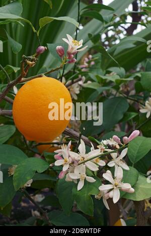 Citron Meyer (Citrus x Meyeri). Hybride entre Citrus medica et Citrus reticulata Banque D'Images