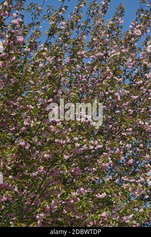 Cerise japonaise (Prunus serrulata). Il s'agit également de la cerise Hill, de la cerise orientale et de la cerise est-asiatique Banque D'Images