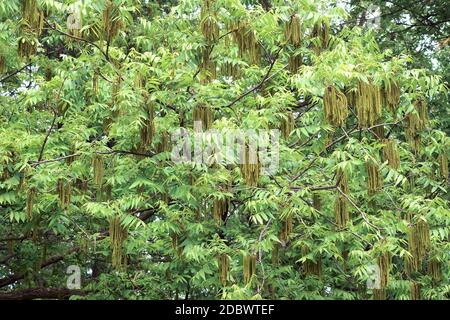 Pecan (Carya illinoinensis). Appelé Hardy pecan aussi Banque D'Images