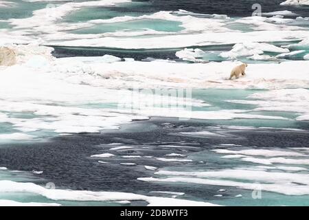 L'ours polaire court sur la glace. Le bois de millepertuis dans un homme en fusion dans l'Arctique et un ours. Banque D'Images