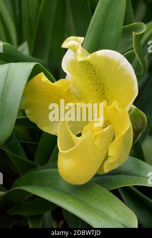 Jaune Vénus Slipper (Paphiopedilum) Banque D'Images