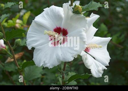 Rose de Sharon (Hibiscus syriacus). Appelé aussi la kétamia syrienne et la malow rose Banque D'Images