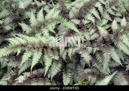 Fougères fantômes (Athyrium 'Ghost'). Hybride entre la fougère peinte japonaise (Athyrium nipponicum 'Pictum') et la fougère lady (Athyrium filix-femina) Banque D'Images