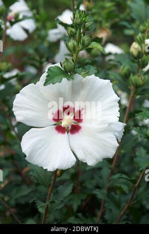 Rose de Sharon (Hibiscus syriacus). Appelé aussi la kétamia syrienne et la malow rose Banque D'Images