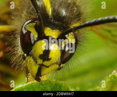 Guêpe commune, Vespula vulgaris, ouvrier, tête avec les grands yeux Banque D'Images