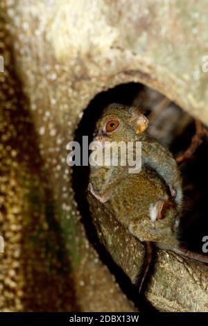 Très rare et endémique Spectral Tarsier, spectre Tarsius, Parc national de Tangkoko, Sulawesi, le plus petit primate du monde, faune indonésienne Banque D'Images